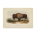 Trademark Fine Art John James Audubon 'American Bison Standing' Canvas Art, 12x19 WAG04126-C1219GG